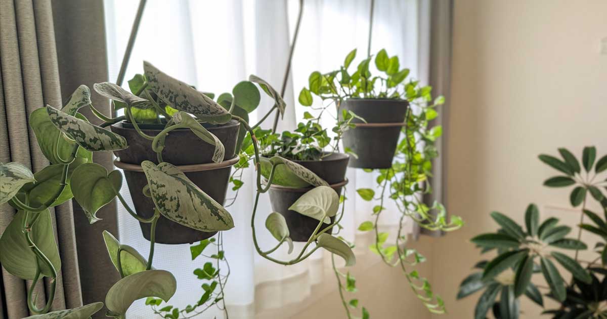 観葉植物ハンギング方法